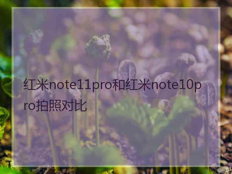 红米note11pro和红米note10pro拍照对比