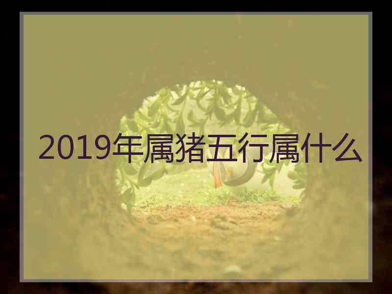 2019年属猪五行属什么