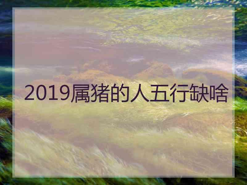 2019属猪的人五行缺啥