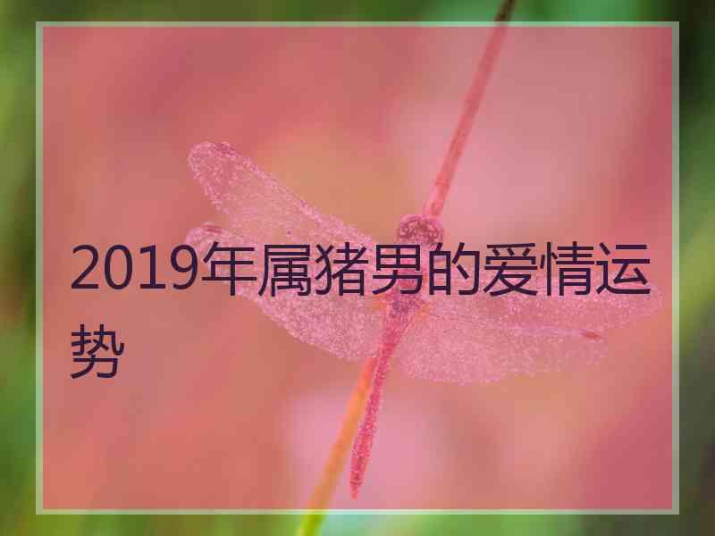 2019年属猪男的爱情运势