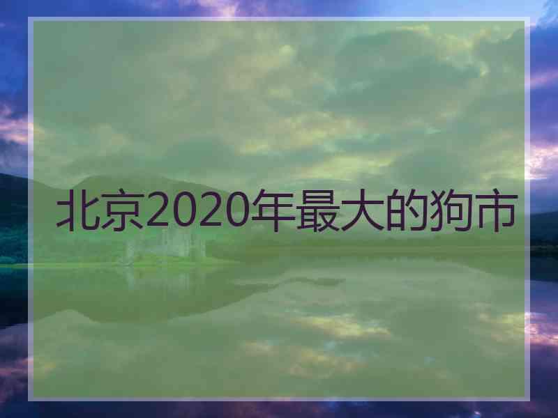 北京2020年最大的狗市