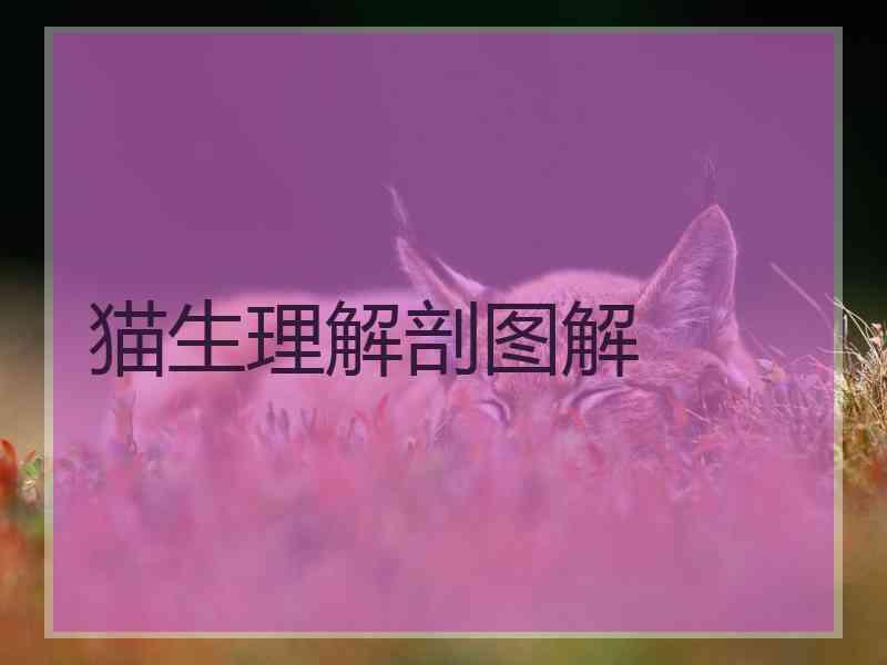 猫生理解剖图解