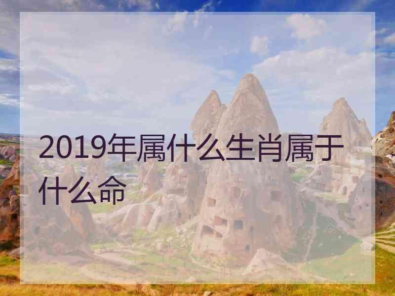 2019年属什么生肖属于什么命