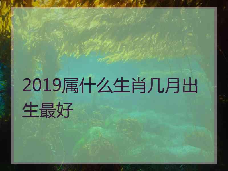 2019属什么生肖几月出生最好