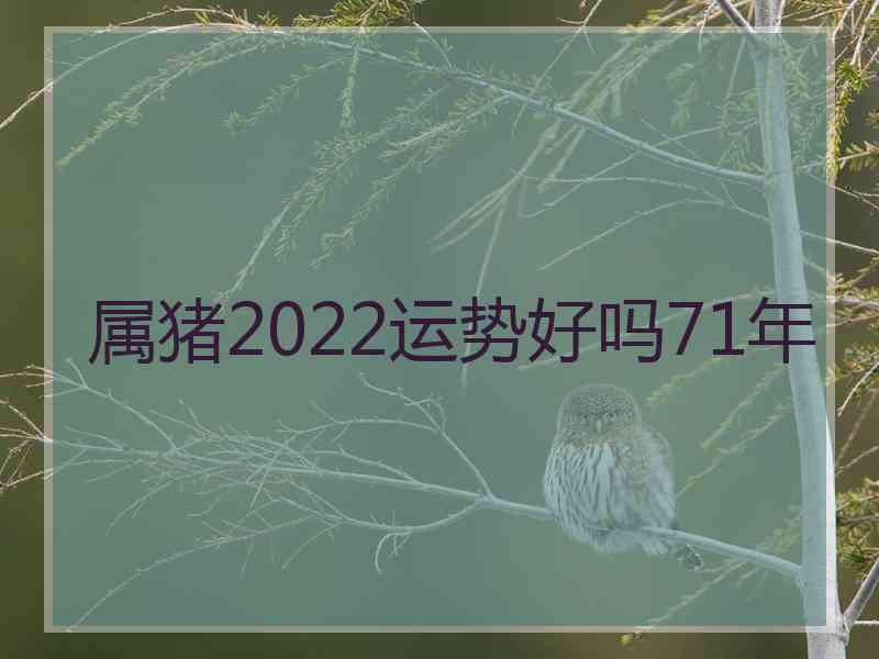 属猪2022运势好吗71年