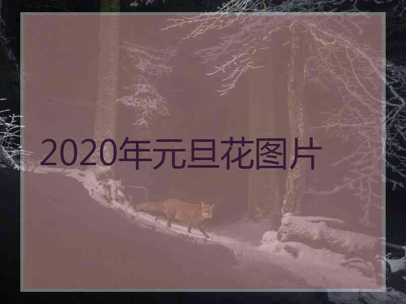 2020年元旦花图片