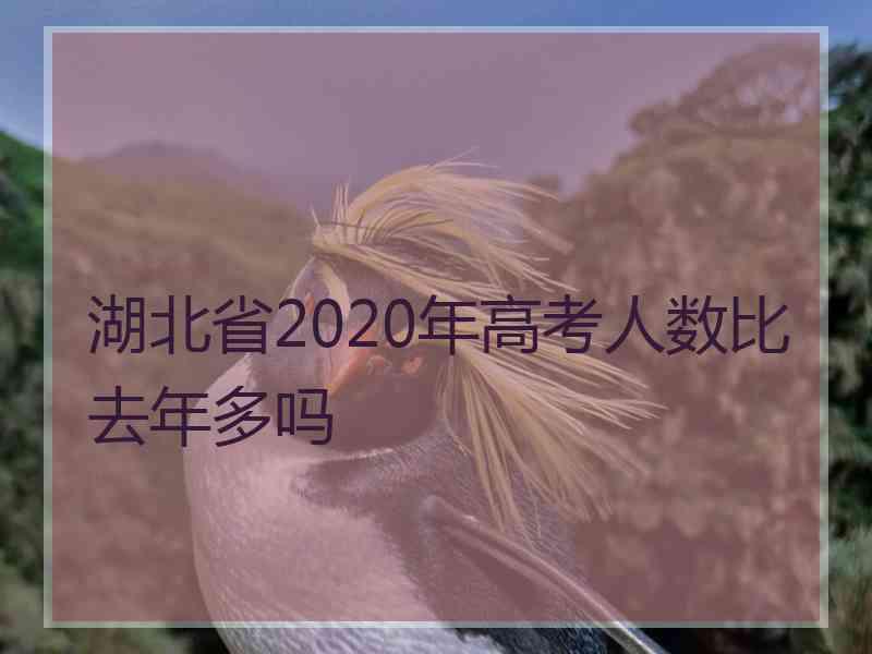 湖北省2020年高考人数比去年多吗