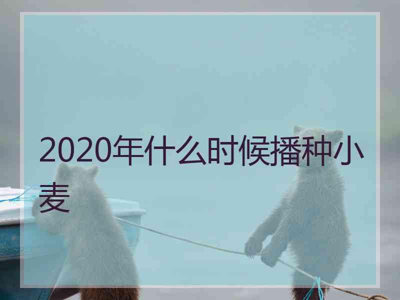 2020年什么时候播种小麦