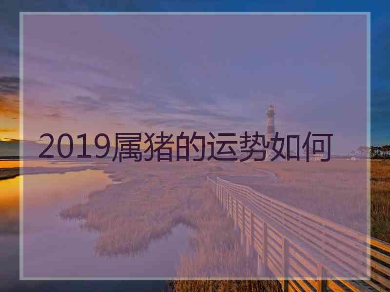 2019属猪的运势如何