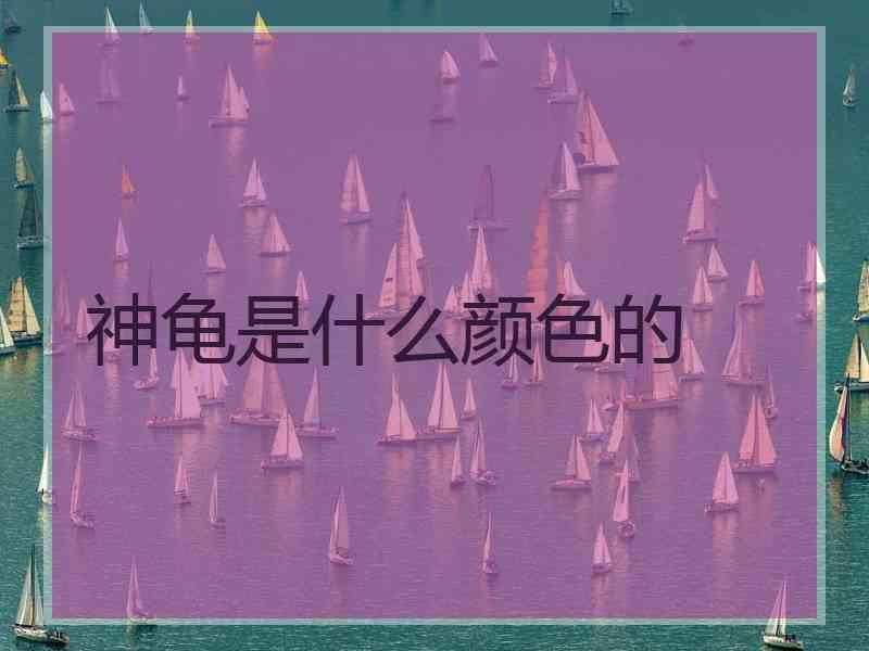 神龟是什么颜色的