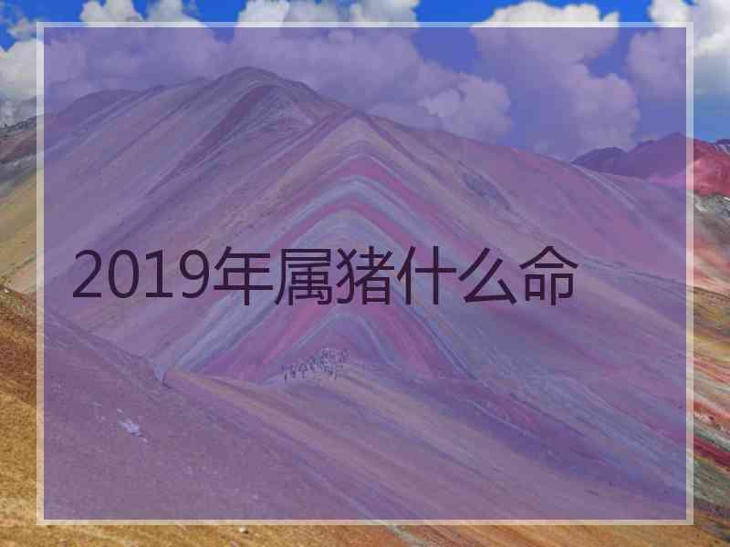 2019年属猪什么命