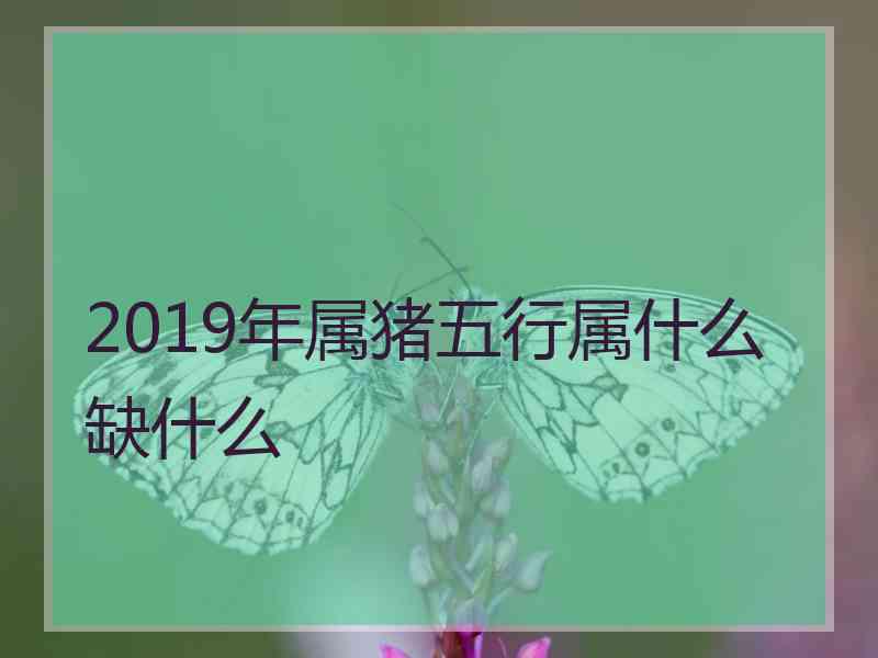 2019年属猪五行属什么缺什么