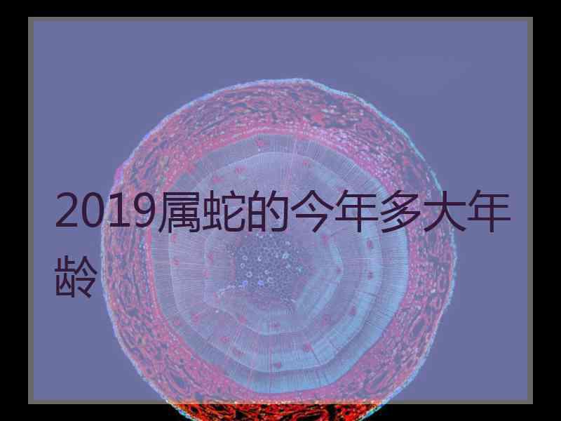 2019属蛇的今年多大年龄