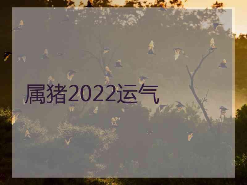 属猪2022运气