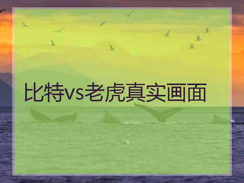 比特vs老虎真实画面