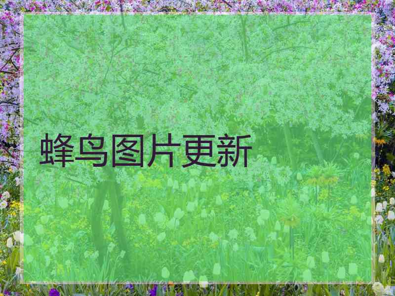 蜂鸟图片更新