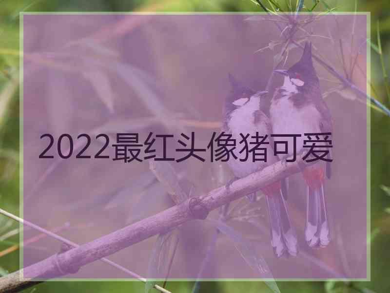 2022最红头像猪可爱