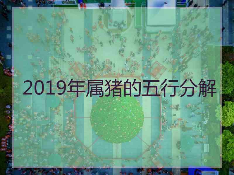 2019年属猪的五行分解