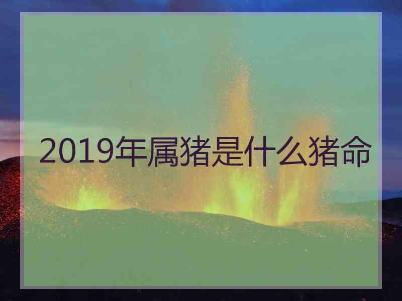 2019年属猪是什么猪命