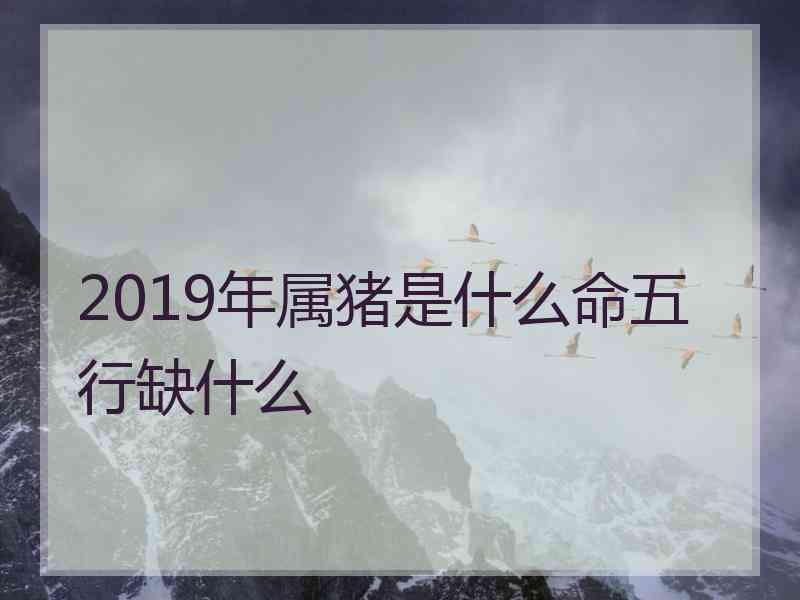 2019年属猪是什么命五行缺什么