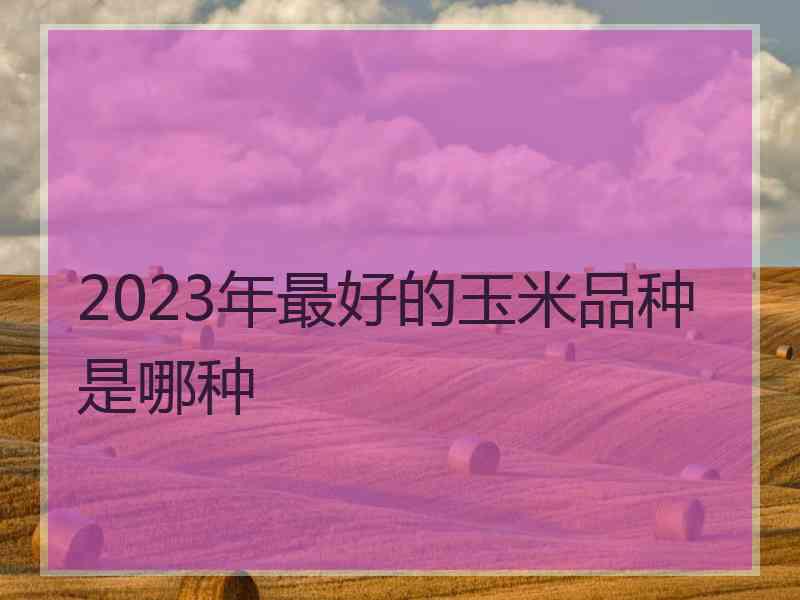 2023年最好的玉米品种是哪种