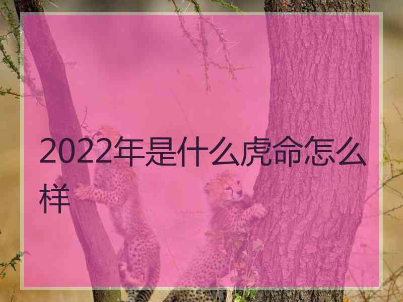 2022年是什么虎命怎么样