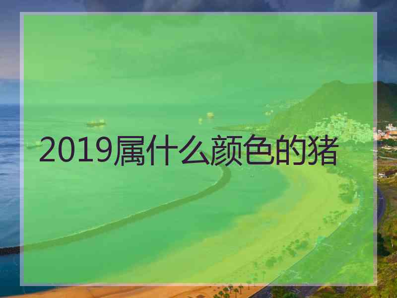 2019属什么颜色的猪