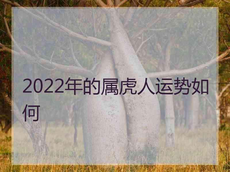 2022年的属虎人运势如何