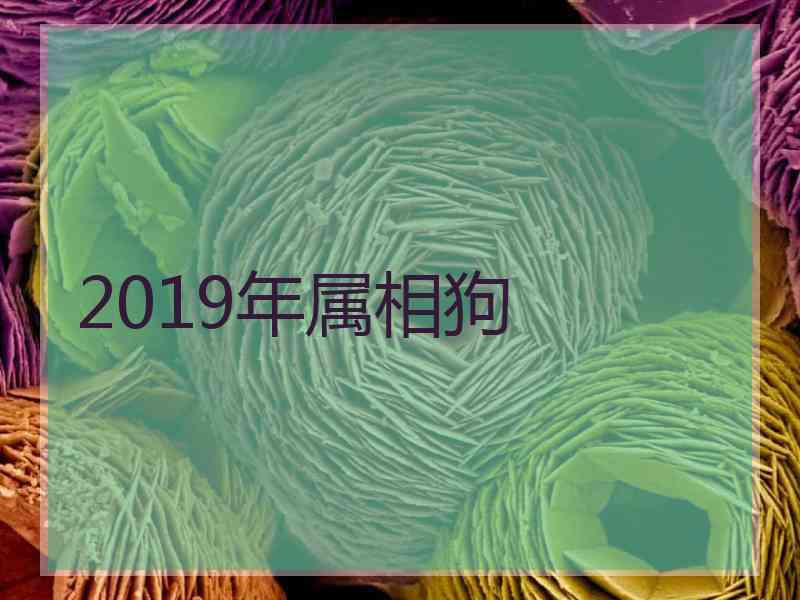 2019年属相狗