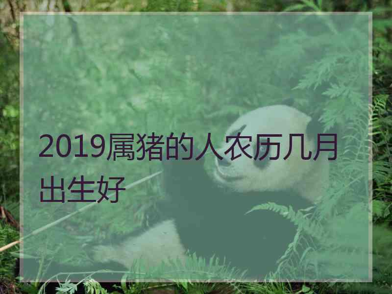 2019属猪的人农历几月出生好