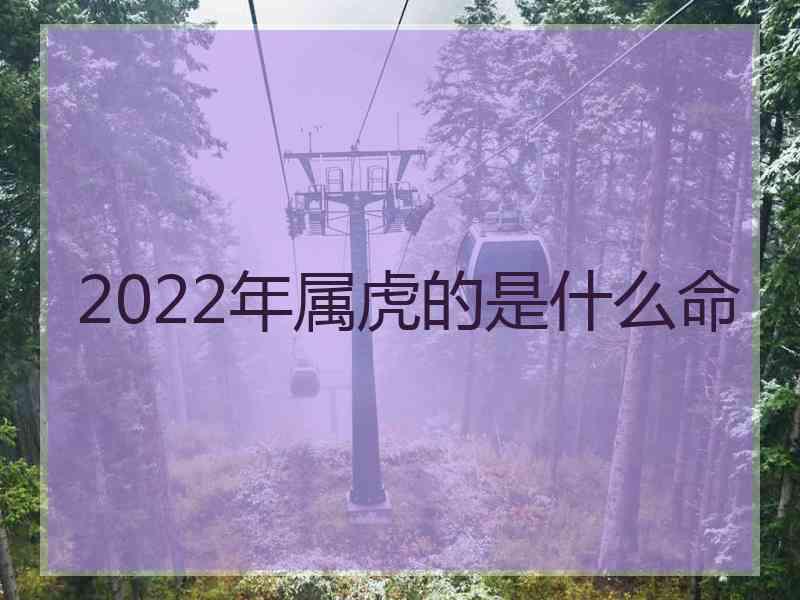 2022年属虎的是什么命