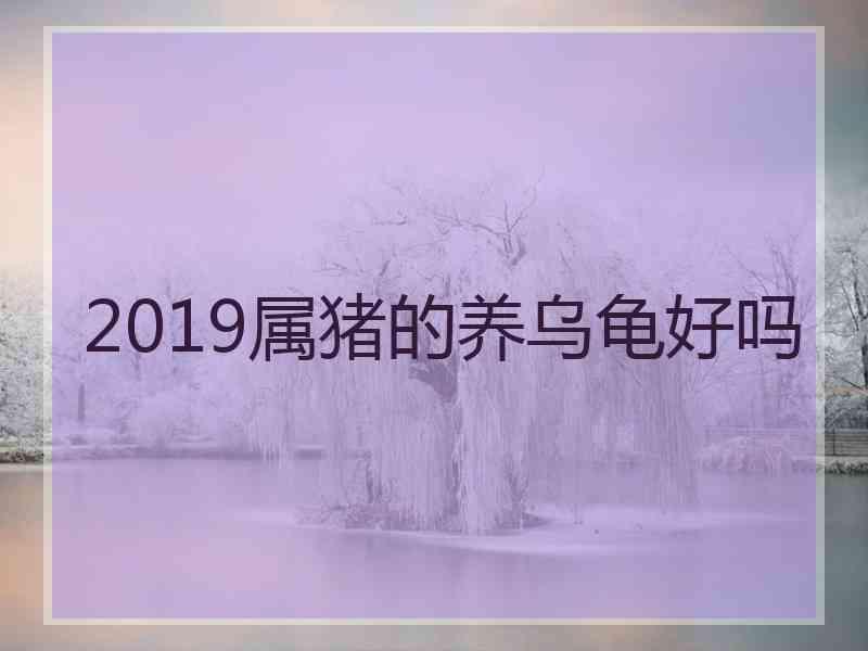 2019属猪的养乌龟好吗