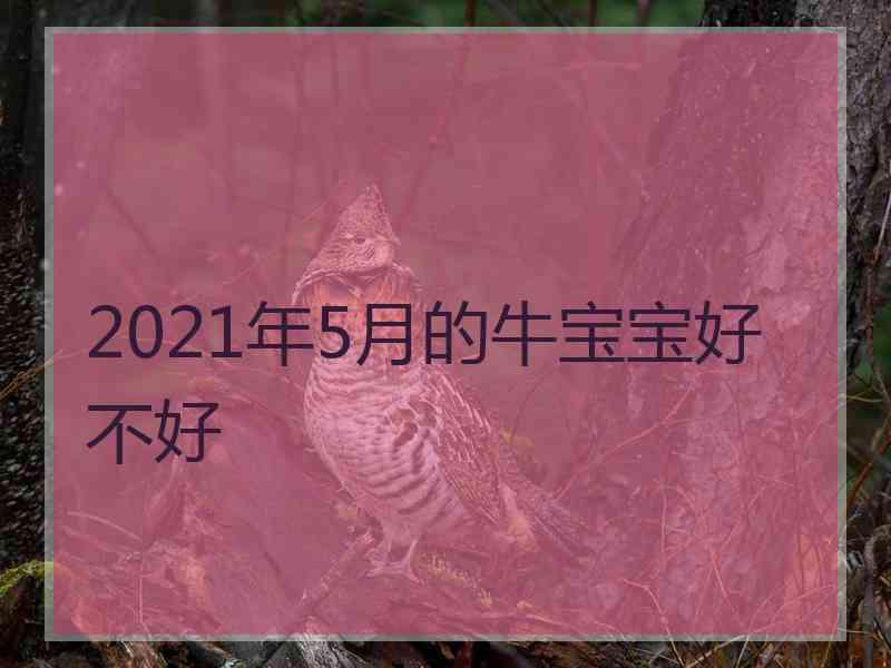 2021年5月的牛宝宝好不好