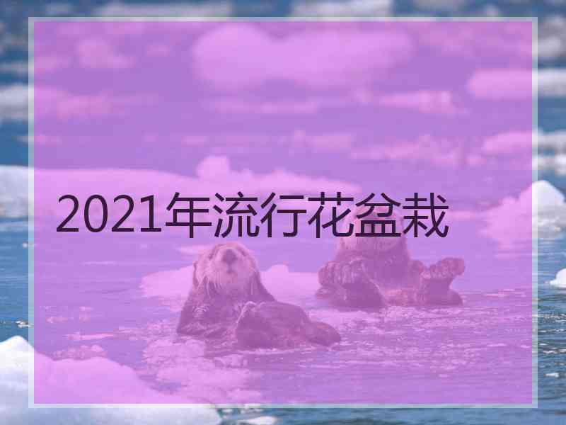 2021年流行花盆栽