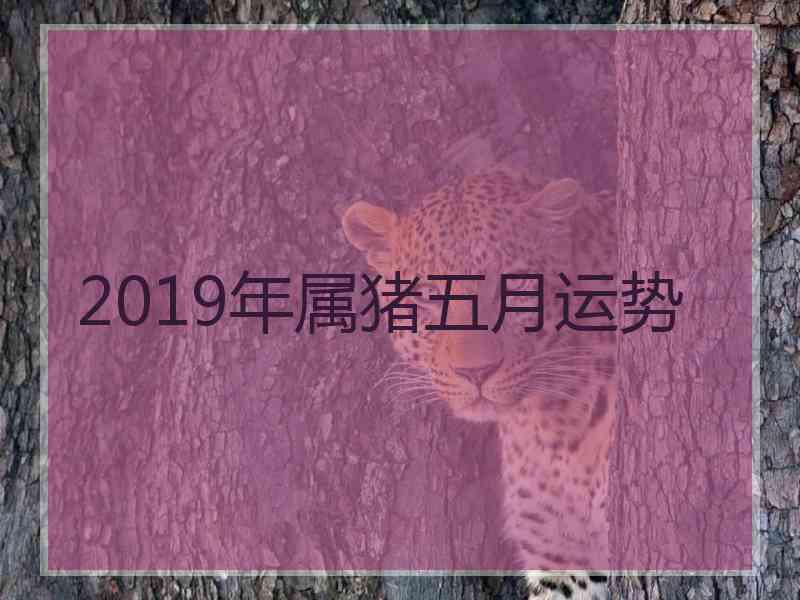 2019年属猪五月运势