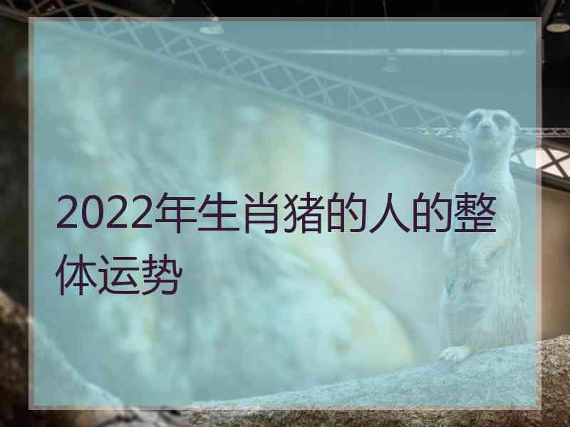 2022年生肖猪的人的整体运势