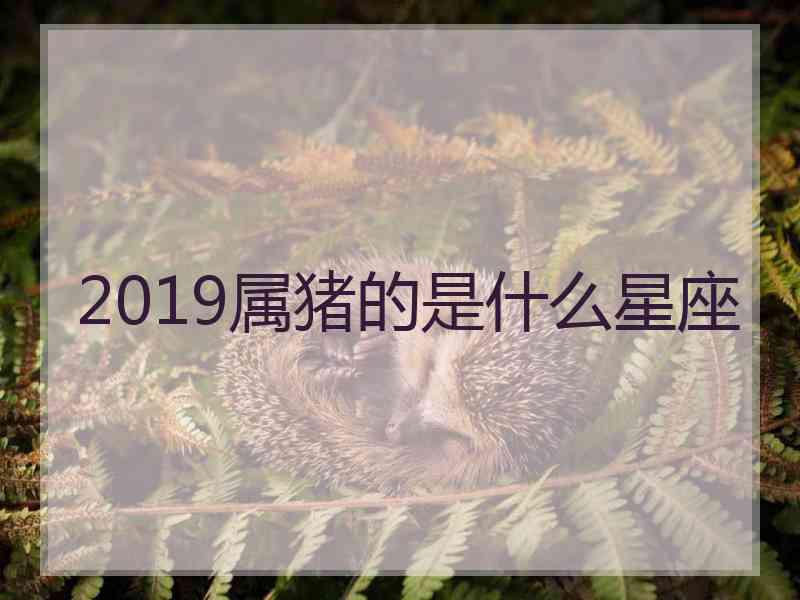 2019属猪的是什么星座