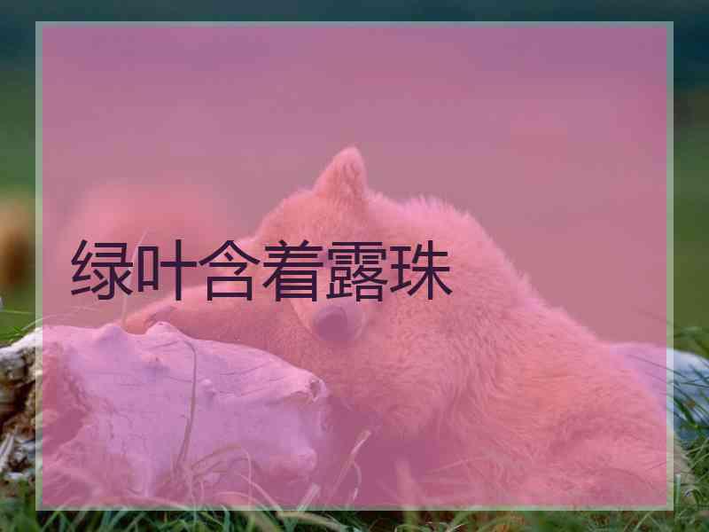 绿叶含着露珠