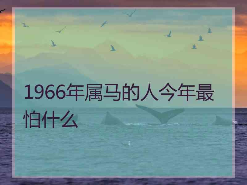 1966年属马的人今年最怕什么