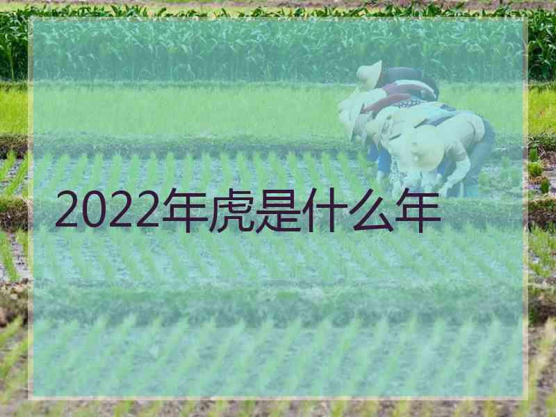 2022年虎是什么年