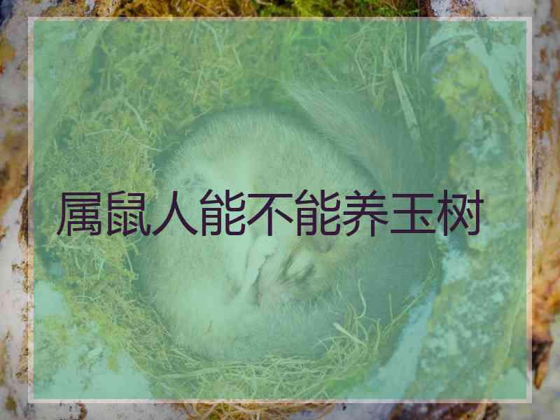 属鼠人能不能养玉树