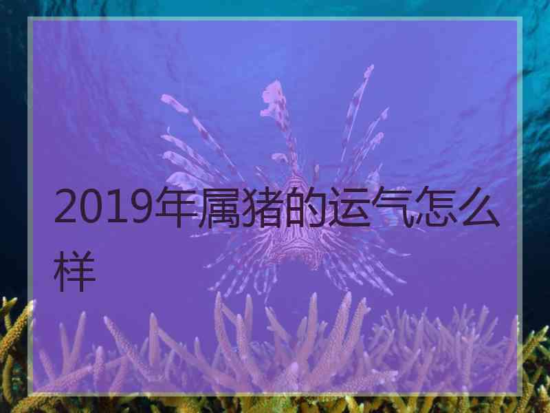 2019年属猪的运气怎么样