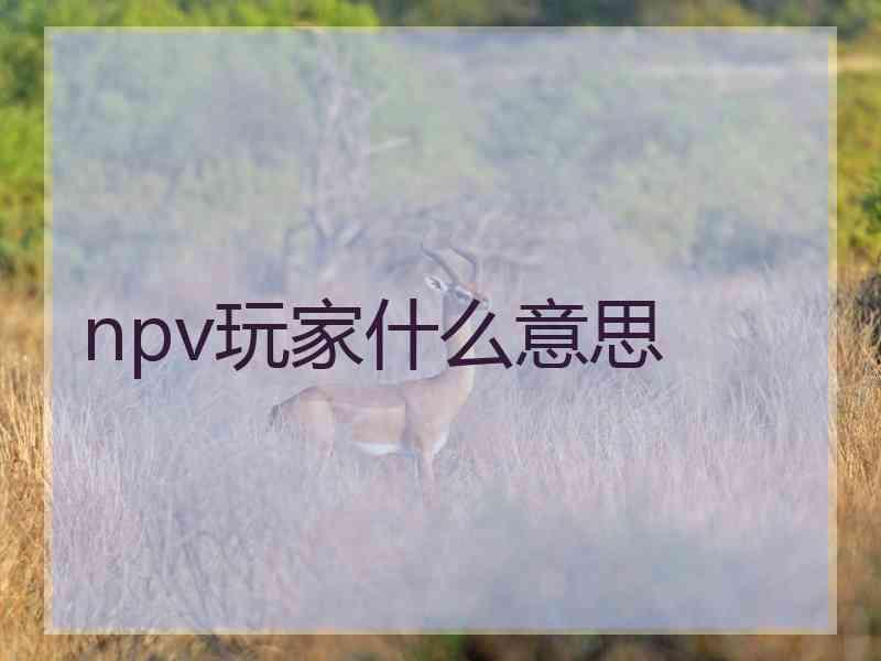 npv玩家什么意思