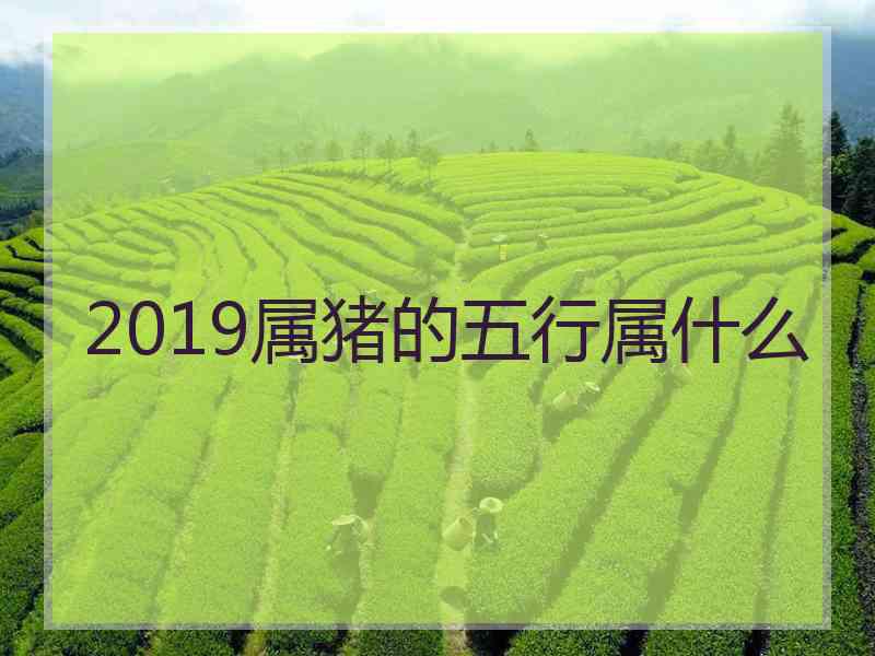 2019属猪的五行属什么