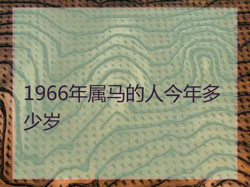 1966年属马的人今年多少岁