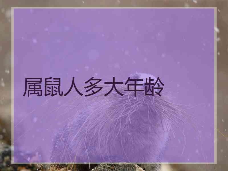 属鼠人多大年龄