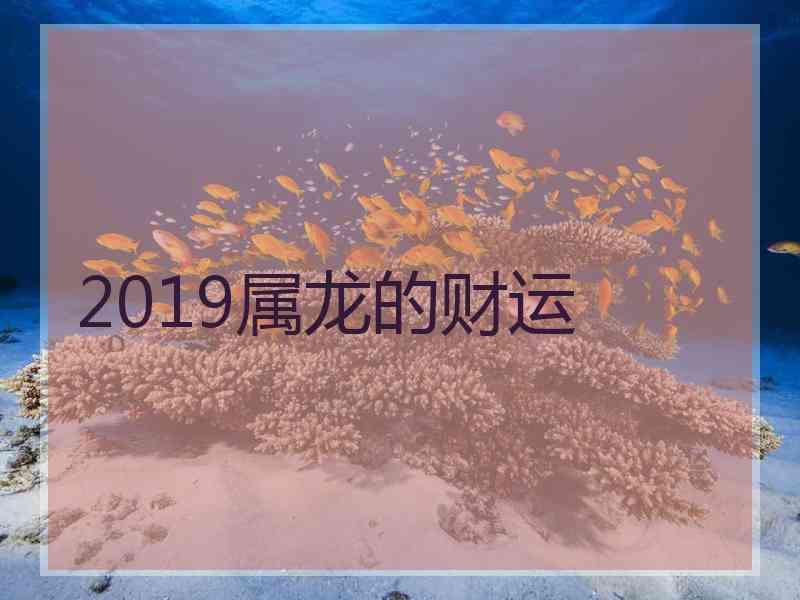 2019属龙的财运