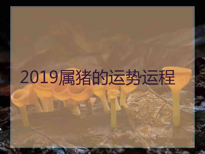 2019属猪的运势运程