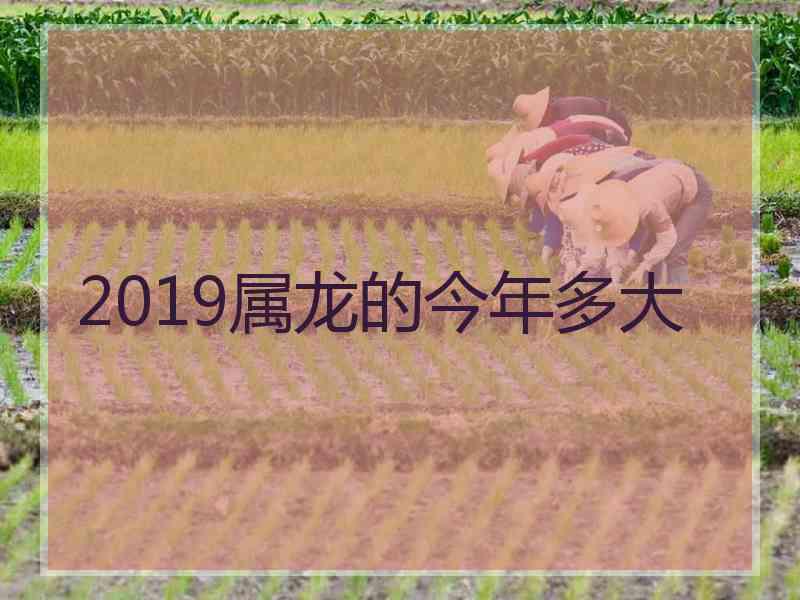 2019属龙的今年多大