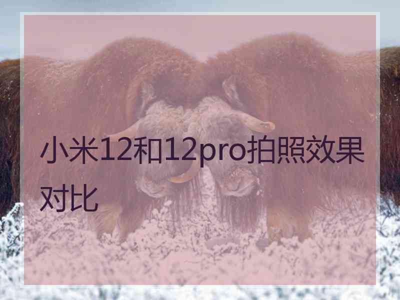 小米12和12pro拍照效果对比